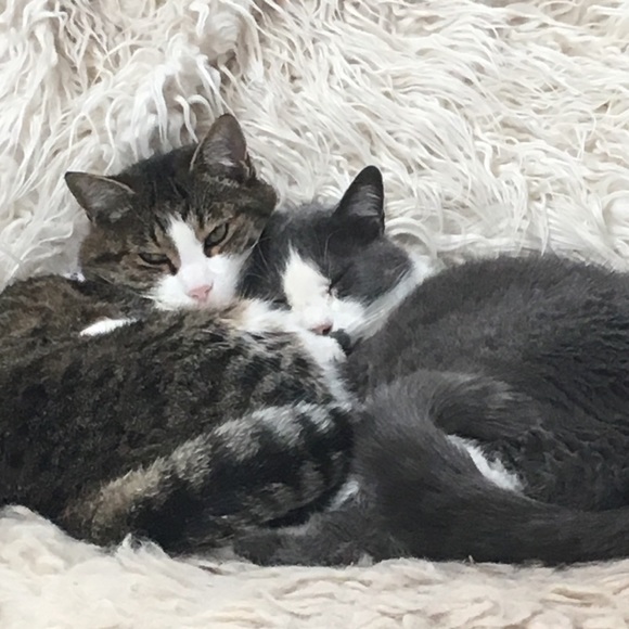 Napping and Shopping🐈💛 - Picture 5 of 8